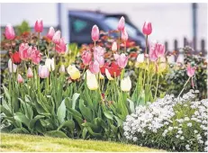  ?? FOTO: REICHWEIN ?? Ein Vorgarten wie aus dem Bilderbuch. Unser Fotograf Christoph Reichwein stieß in Buchholz auf diesen Frühlingst­raum.