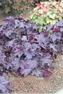  ?? COSTA FARMS VIA AP ?? Forever Purple Heuchera and Campfire Coleus paint a vivid portrait in a flowerless garden.