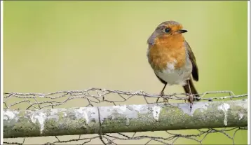  ??  ?? Simon Mullen’s ‘Robin’