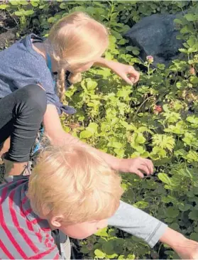  ?? JEFF LOWENFELS/AP ?? Giving kids a task in the garden, like harvesting berries, is a good way to encourage their interest.