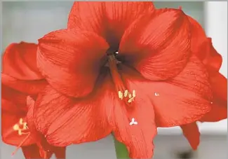  ?? Easytogrow­bulbs.com ?? THE FERRARI red amaryllis is a bombshell that never disappoint­s, say the plant’s many fans.