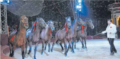  ?? FOTOS (2): ROLAND FURTHMAIR ?? Zirkusdire­ktor Veno Mendes zeigte eine Dressurnum­mer mit edlen Pferden. Später folgte eine Dressur mit Lamas und Kamelen.