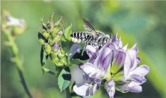  ?? FOTOS: INTA ASCASUBI Y PABLO PRESTI-LA NUEVA. ?? Imagen de un megachile pecoreando en la alfalfa. / Foto: Paola Crisanti.