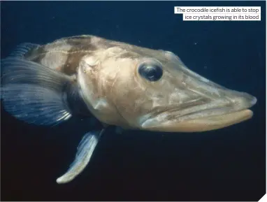  ?? ?? The crocodile icefish is able to stop ice crystals growing in its blood