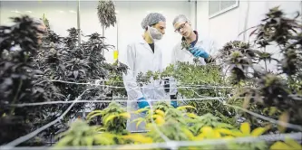  ?? JULIE JOCSAK THE ST. CATHARINES STANDARD ?? Niagara College students Mason Wyatt, left, and Max Hicks, check out some of the plants.