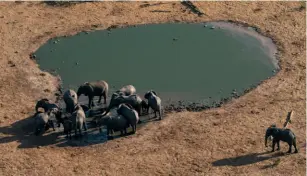  ?? Carolyn Van Houten/The Washington Post ?? Elephants in Chobe National Park in Kasane, Botswana.