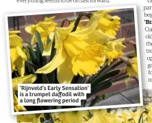  ??  ?? ‘Rijnveld’s Early Sensation’ is a trumpet daffodil with a long flowering period