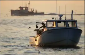  ??  ?? An undersized lobster is flipped back into the ocean, off Kennebunkp­ort, Maine.