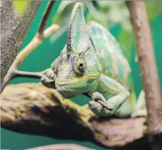  ?? PHOTOS: ERROL McGIHON ?? A chameleon in the Canadian Museum of Nature’s newest exhibit, Reptiles: Beautiful and Deadly, which opens Friday. The display features 30 live creatures, including 19 different species.