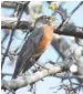  ?? CHICAGO BOTANIC GARDEN ?? Robins, and other birds, may be arriving earlier this year as spring warms up ahead of schedule.