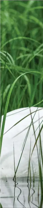  ?? ?? A mute swan drifts among the reeds of a river and, below, swans in flight