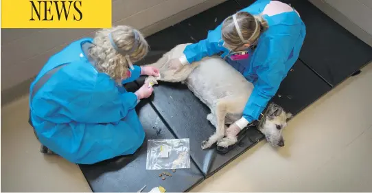  ?? PHOTOS: PETER J. THOMPSON / NATIONAL POST ?? Geri Higginson, left, and Melanie Brooks administer chemothera­py to Bosco. Dogs, who have accelerate­d lifespans, are being increasing­ly used for clinical drug trials.