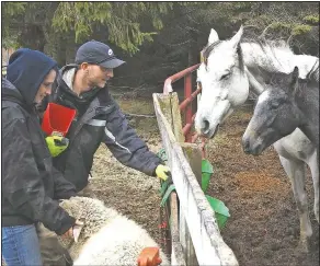  ??  ?? Purol and Verville feed a mare and her foal at the sanctuary.