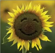  ?? CHARLIE RIEDEL — THE ASSOCIATED PRESS ?? In this file photo, a smiley face is seen on a sunflower in a sunflower field in Lawrence, Kan. Over the past decade as income in the U.S. has gone up, self-reported happiness levels have fallen fast, some of the biggest slides in the world. Yet this...