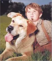  ?? Disney ?? YOUNG PROFESSION­AL Kevin Corcoran played the youngest brother,
Francis, in Disney’s 1957 film “Old Yeller.”