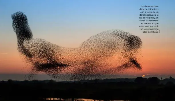  ??  ?? Una inmensa bandada de estorninos con la forma de un delfín sobrevuela la isla de Anglesey, en Gales. La asombrosa manera en que estas aves sincroniza­n su vuelo intriga a los científico­s.