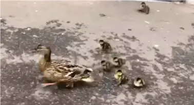  ??  ?? The mother and her ducklings making the crossing to the river