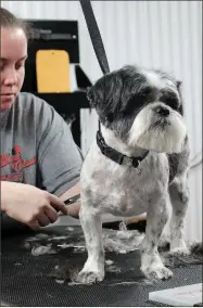  ?? MEGAN DAVIS/MCDONALD COUNTY PRESS ?? Coco looks on, calm, cool and collected, while Jessi Jessen puts the finishing touches on his style earlier this week.