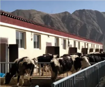  ??  ?? A dairy farm in Sanyou Village in Quxu County, Tibet Autonomous Region