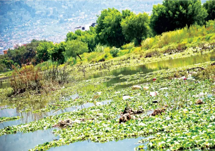  ?? FOTOS: DANIEL JAMES ?? El espejo de agua de la laguna Coña Coña con basura, macrófitas y vegetación quemada y seca.