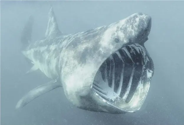  ??  ?? 0 A basking shark opens its mouth to graze on plankton. Once hunted for oil, the creatures are now vulnerable to hazards such as motor boat traffic and microplast­ics