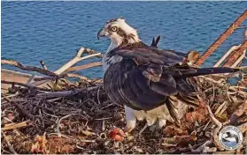  ?? Golden Gate Audubon Society ?? Rosie and Richmond’s nest is atop a crane in an inactive shipyard.