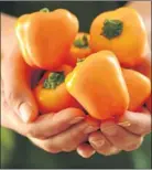  ??  ?? Above left: Tomato ‘Tumbling Tom’ for containers or hanging baskets. Above: ‘Cute Stuff’ peppers deliver three times the yield of normal peppers. Below: Cucumber ‘Patio Snacker’ is a compact vine type that won’t outgrow limited space.