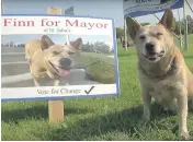  ??  ?? Finn the Australian cattle dog is running for mayor of St. John’s, N.L., but certain laws keep him from winning.