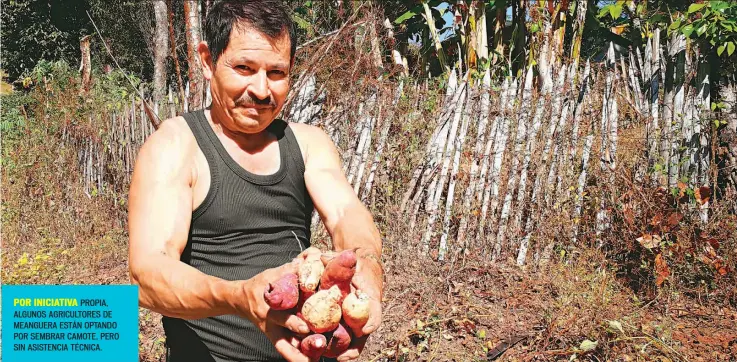  ??  ?? POR INICIATIVA PROPIA, ALGUNOS AGRICULTOR­ES DE MEANGUERA ESTÁN OPTANDO POR SEMBRAR CAMOTE, PERO SIN ASISTENCIA TÉCNICA.