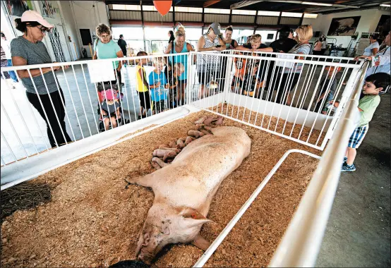  ?? KYLE TELECHAN/POST-TRIBUNE PHOTOS ?? Visitors gather around a pig and her young in the birthing barn Thursday at the Porter County Fair.