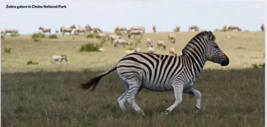  ??  ?? Zebra galore in Chobe National Park