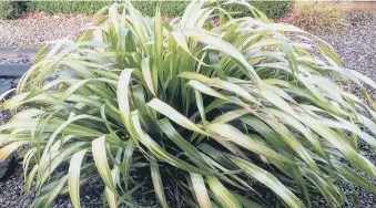  ?? ?? COLD COMFORT: Some New Zealand flax can withstand anything the British winter has to offer.