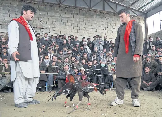  ??  ?? NO CHICKENING OUT: Men watch roosters spar in a fighting ring on the outskirts of Kabul. Like quail fighting and buzkashi, it’s a popular violent pastime.