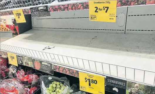  ?? DAN PELED / AP ?? Pánico en el supermerca­do Estantería­s vacías de fresas en un establecim­iento de Brisbane. Abajo, fresas en las que sehalló un aguja