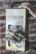  ??  ?? Mushroom growing kit.