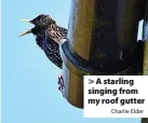  ?? Charlie Elder ?? > A starling singing from my roof gutter