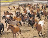  ?? Las Vegas Review-journal file ?? Wild horses run in a fenced field at the Stewart Conservati­on Camp in Carson City. Senate Bill 90 would designate the wild mustang as Nevada’s official horse.