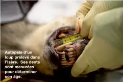  ??  ?? Autopsie d’un loup prélevé dans l’Isère. Ses dents sont mesurées pour déterminer son âge.