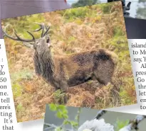  ??  ?? GOOD SHOT Hamza has captured wildlife including a stag, top, and a whitetaile­d sea eagle
ACTION With his camera set up for a shoot