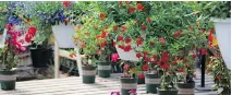  ?? NANCY VERvyNCK/ POSTMEDIA NEWS ?? Red blossoms leap into focus against the greenery in these baskets.