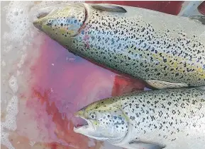  ?? — ELLI KINLEY ?? Thousands of non-native salmon escaped the Cooke Aquacultur­e Pacific facility in Washington state last August.