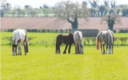  ??  ?? World Horse Welfare visitor centres are staying closed until 2021