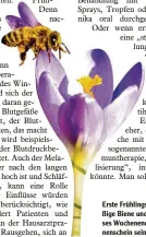  ?? Foto: Ernst ?? Erste Frühlingsb­oten: eine flei ßige Biene und ein Krokus. Die ses Wochenende soll voller Son nenschein sein.