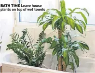  ??  ?? Leave house plants on top of wet towels