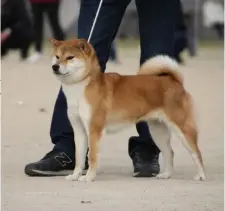  ??  ?? Ashida-no-Benisakura-go (à esq.), do canil Fukuyama-Ashida-sou: melhor Shiba-inu fêmea de 2019 da maior exposição da raça realizada em novembro na província de Okayama no Japão, com 497 Shiba-inus julgados. Ao
lado, Junken-no-Fukuryuu-go, do canil Kyuushuu-Junken-kai, melhor macho da exposição