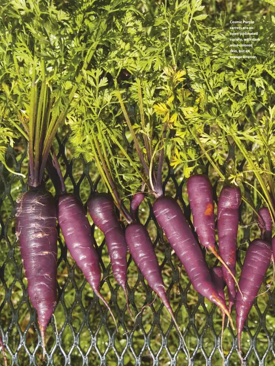  ??  ?? Cosmic Purple carrots are an open-pollinated variety, with dark wine-colored skin, but an orange interior.