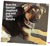  ?? ?? Bran the German shepherd pup and (left) Murphy