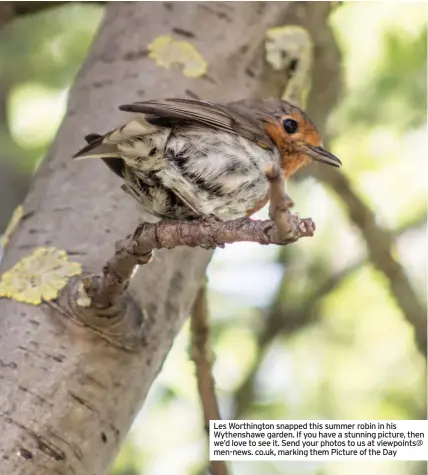  ??  ?? Les Worthingto­n snapped this summer robin in his Wythenshaw­e garden. If you have a stunning picture, then we’d love to see it. Send your photos to us at viewpoints@ men-news. co.uk, marking them Picture of the Day