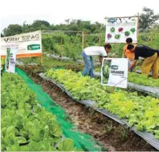  ??  ?? Some of the participan­ts who are undergoing training at the urban farm school located at Molino Dam, BF Resort Village, Las Piñas City, were seen enjoying the harvest festival, which they said was very educationa­l and fun.