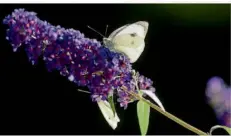  ?? FOTO: FRANZISKA GABBERT/DPA ?? Die Blüten des Flieders sehen nicht nur schön aus, sie locken auch Insekten an, wie hier einen Kohlweißli­ng.